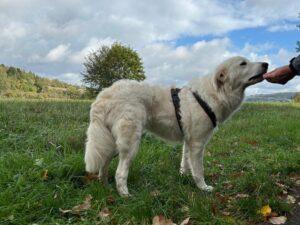 Leoncino_082026_6