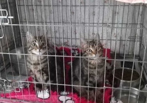 Katzen im Käfig